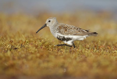 Dunlin (Calidris alpina) foraging, Texas, USA