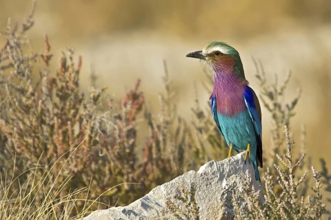 Lilac-breasted Roller (Coracias caudatus), Ethosha, Namibia