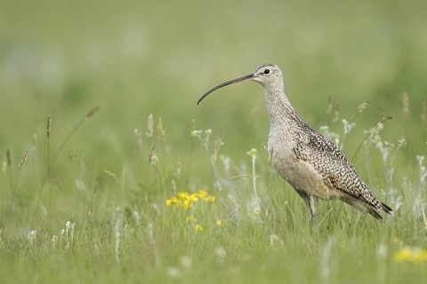 Long-billed Curlew (Numenius americanus), Montana, USA