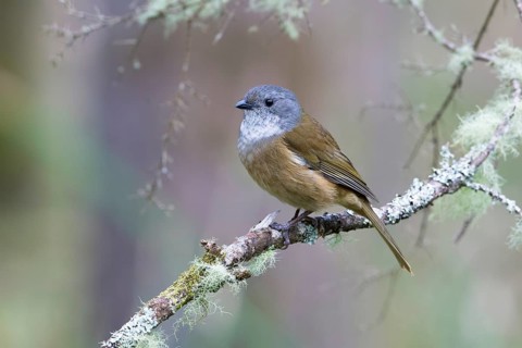 Olive Whistler (Pachycephala olivacea) perched on a lichen covered branch, Victoria, Australia