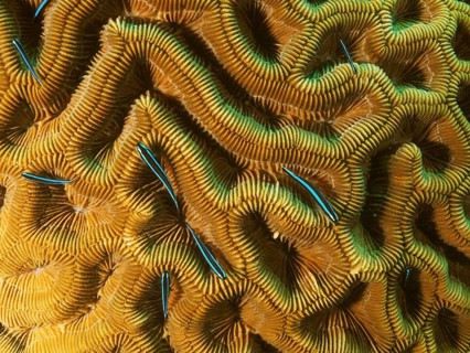 Neon goby (Elacatinus oceanops)