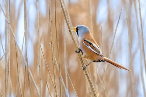 Bearded reedling, bearded tit (Panurus biarmicus) adult male in reedbed perched on reed stem and