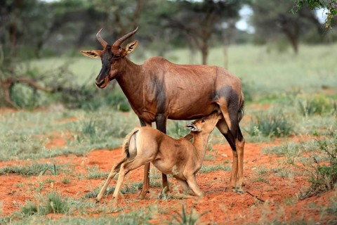 Tsessebe (Damaliscus lunatus), lyrebird, crescent moon antelope, adult, female, juvenile, suckling,