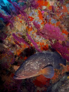 Dusky grouper (Epinephelus marginatus) (Mycteroperca marginatus) and violescent sea-whip