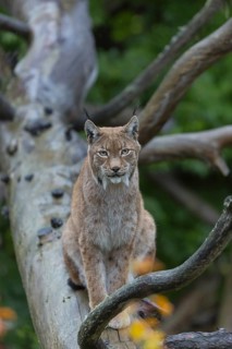 One Eurasian lynx, (Lynx lynx), sitting on fallen dead tree with a green natural background and
