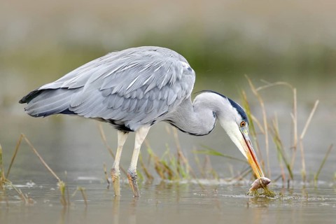 Heron with fish. Bird with catch. Bird in water. Grey Heron, Ardea cinerea, blurred grass in