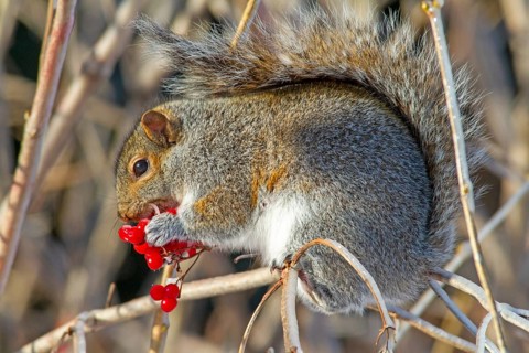 Eastern gray squirrel (sciurus carolinensis) eating fruits in a tree, Montreal botanical garden,