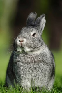 Grey hare looking attentively at a green meadow, domestic rabbit (Oryctolagus cuniculus forma