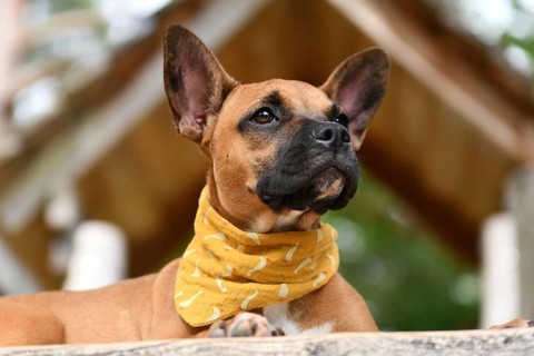 Brown dog wearing yellow neckerchief