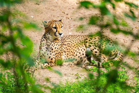 Cheetah (Acinonyx jubatus) lying ion the ground, Germany