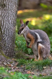 One yellow-footed rock-wallaby (Petrogale xanthopus), or ring-tailed wallaby sitting on grass