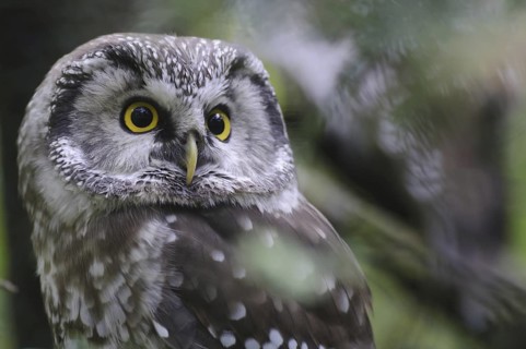 Boreal Owl (Aegolius funereus), Bavaria, Germany