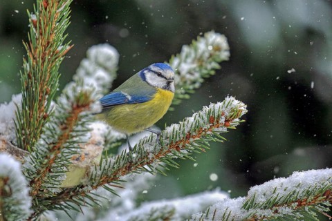 Blue tit (Cyanistes caeruleus) sitting on a snow-covered fir branch, Arnsberg, North