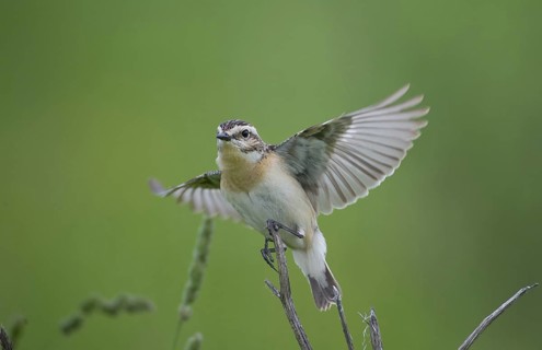 Whinchat (Saxicola rubetra), Czech Republic