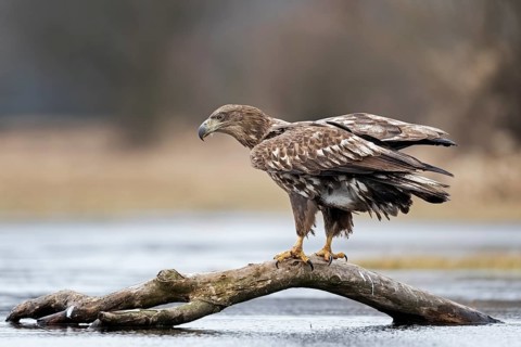 White-tailed Eagle (Haliaeetus albicilla) perched on an old branch in water, Poland