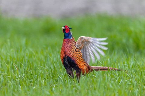 The pheasant cock (Phasianus colchicus) presents the mating ritual in an upright posture and rapid