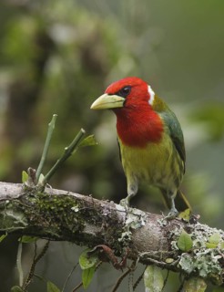 Red-headed Barbet (Eubucco bourcierii) male, Pichincha, Ecuador