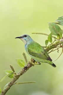 Shining Honeycreeper (Cyanerpes lucidus) female, Costa Rica