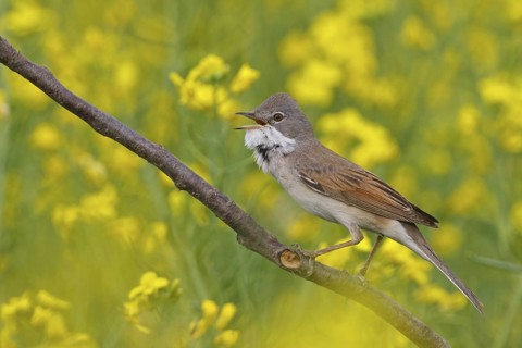 Common Whitethroat (Sylvia communis) singing, Rhineland-Palatinate, Germany