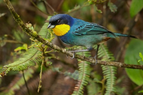 Purplish-mantled Tanager (Iridosornis porphyrocephalus) perched on a branch in the Andes Mountains