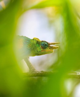 Three-horned chameleon (Trioceros jacksonii), male, between leaves on a branch, Bwindi Impenetrable