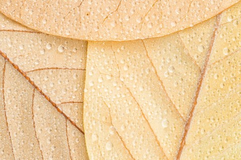 A close-up of the underside of three Magnolia, Mark Jury, leaves in autumn, adorned with sparkling