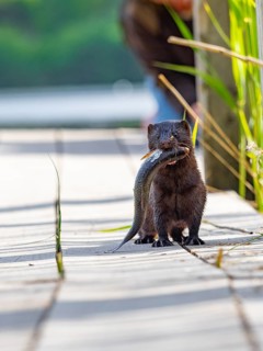 A mink with prey fish in its mouth