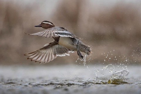 Garganey (Spatula querquedula) male flying, Schleswig-Holstein, Germany