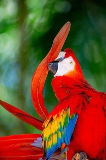 Scarlet Macaw (Ara Macao) Pantanal Brazil