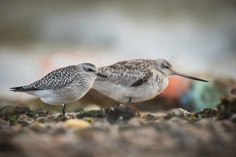 Grey Plover & Bar-tailed Godwit (Pluvialis squatarola & Limosa lapponica), Schleswig-Holstein,