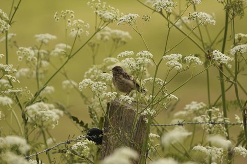 European Stonechat (Saxicola rubicola) juvenile, Lower Saxony, Germany