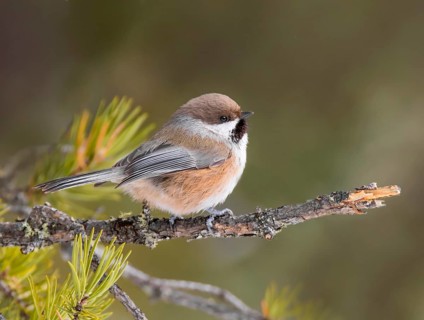 Boreal Chickadee, Poecile hudsonicus, perched on a spruce branch, at Narrow Hills Provincial Park,