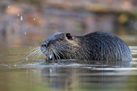 Nutria (Myocastor coypus) in a body of water, Osnabrück, Lower Saxony, Germany