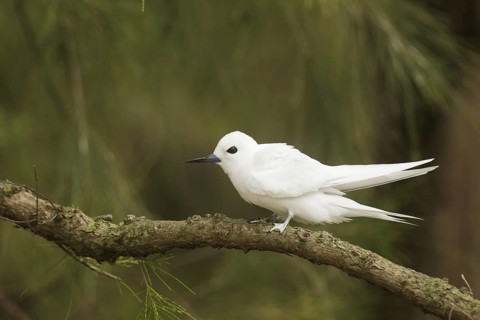 White Tern (Gygis alba), Hawaii, USA