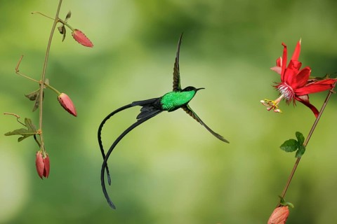 Black-billed Streamertail (Trochilus scitulus) male flying, Jamaica