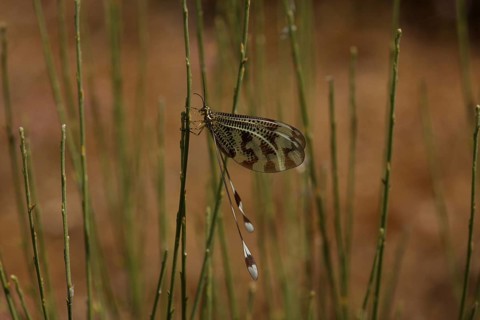 Swallowtail (Nemoptera sinuata) on a blade of grass, Los Barruecos, Malpartida de Caceres,
