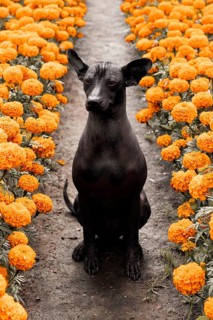 A Xoloitzcuintle dog sits gracefully amid vibrant orange Cempasuchil flowers, traditionally used