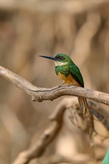 A small bird with green plumage sits on a branch in nature, Rufous-tailed jacamar (Galbula