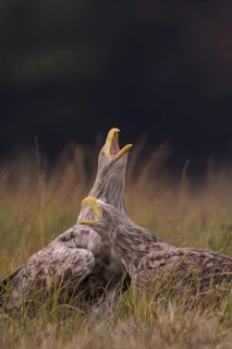 White-tailed Eagle (Haliaeetus albicilla) calling, Poland