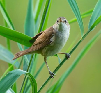 Thrush warbler (Acrocephalus arundinaceus) on a reed, reed (Phragmites australis), Lower Saxony,