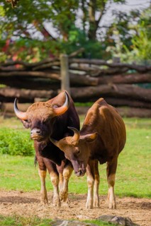 A male and a female Gaur (Bos gaurus gaurus) stand side by side on a green meadow