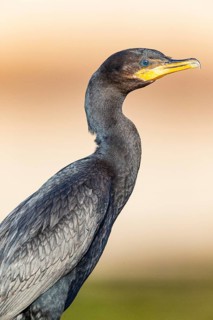 Humboldt Cormorant (Phalacrocorax brasilianus) Pantanal Brazil