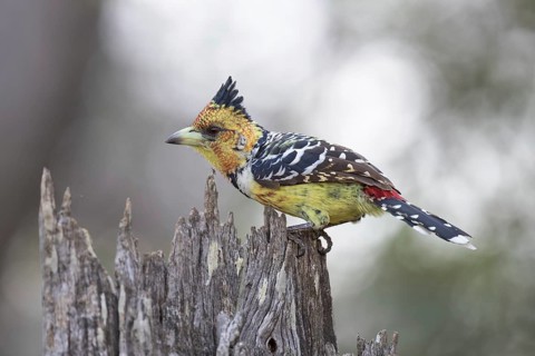 Crested Barbet (Trachyphonus vaillantii), South Africa