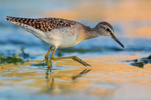 Wood sandpiper (Tringa glareola), Chevalier sylvain, Andarríos Bastardo, Raysut, Salalah, Sohar,