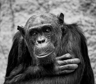 Animal portrait Western chimpanzee (Pan troglodytes verus), primate, great ape, endangered species,