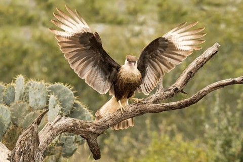Northern Crested Caracara (Caracara cheriway) juvenile, Texas, USA