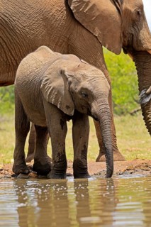 African elephant (Loxodonta africana), young animal, drinking, at the water, Kruger National Park,