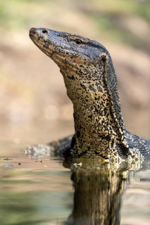 Asian Water Monitor (Varanus salvator) portrait in the water, Bangkok, Thailand