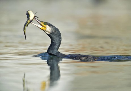 Great Cormorant (Phalacrocorax carbo) with Black bullhead (Ameiurus melas) prey in beak, Piedmont,