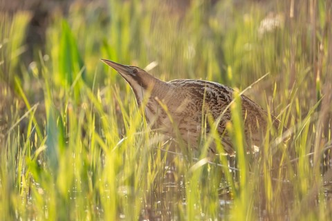 Great or Eurasian bittern (Botaurus stellaris) adult bird in a reedbed in spring, RSPB Minsmere